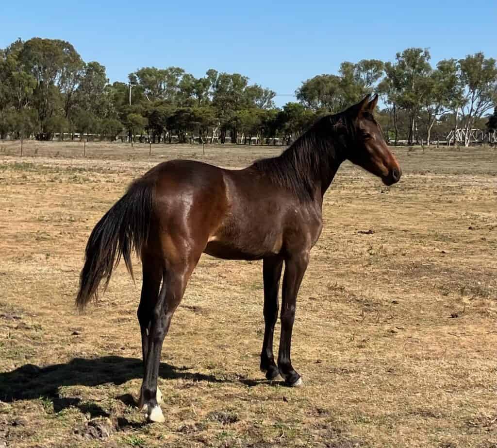 Glen Monarch Little Miss LuchiaMareita standing in a paddock